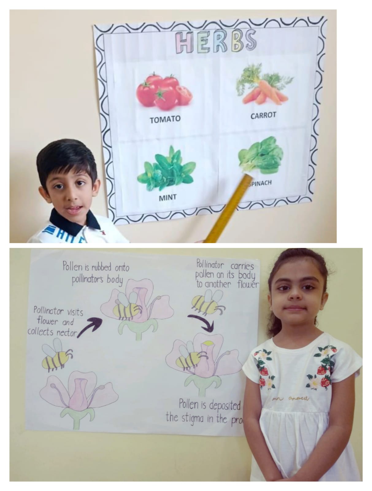PLANTS TAXONOMY
